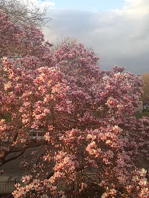 Rented by Compass | media 12