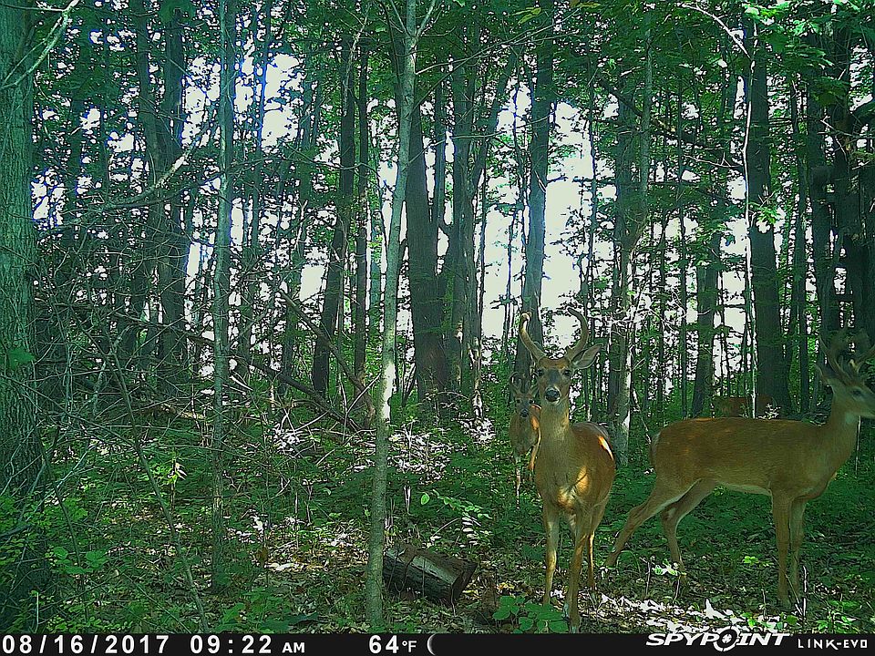 2nd image of Great Barrington Dr #3