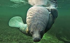 Manatee