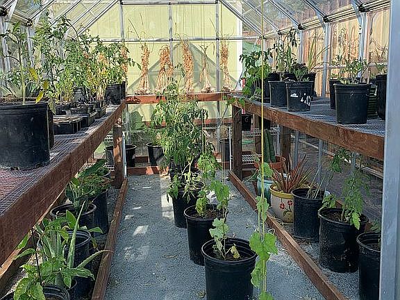 Greenhouse and shed