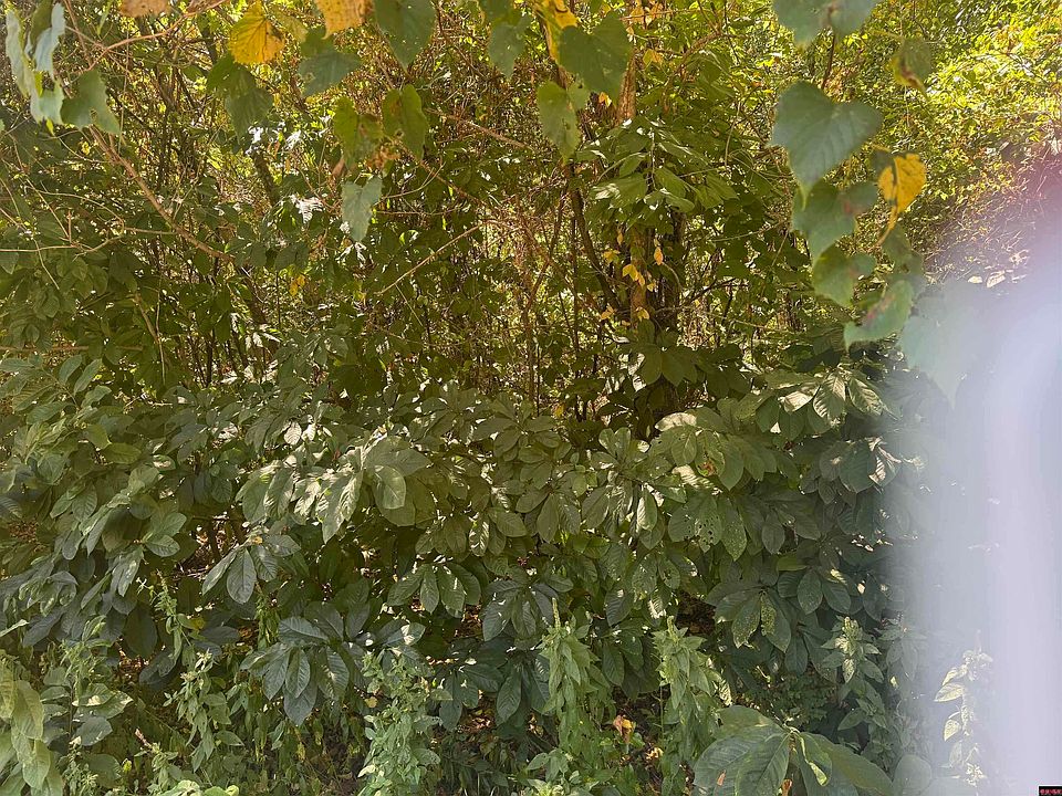 1st image of 0 Walnut Ave