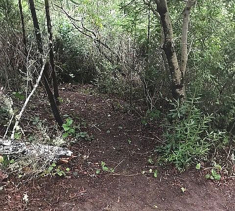 Cleared area to access lot