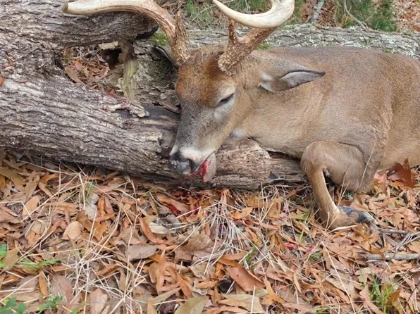 Ellis Ln, Winnsboro, LA 71295