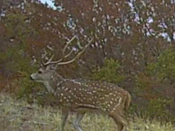 TBD SD 45455 LOT 21, Rocksprings, TX 78880