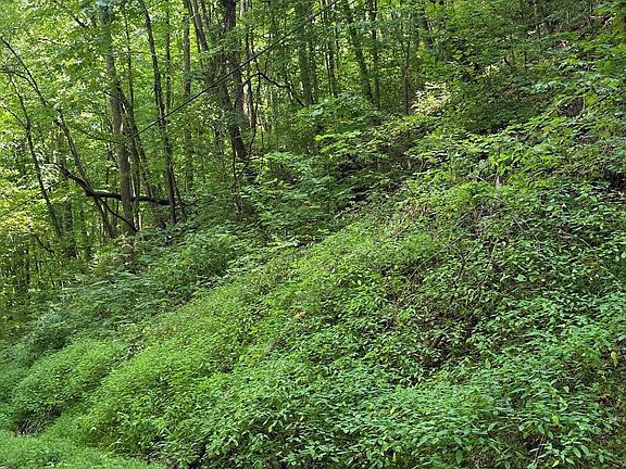 3rd image of LOT 28 Black Walnut Flats Rd