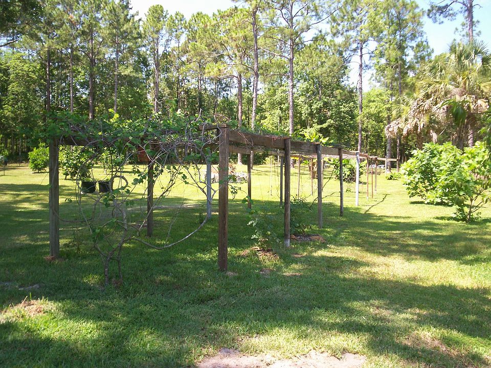 grape arbor