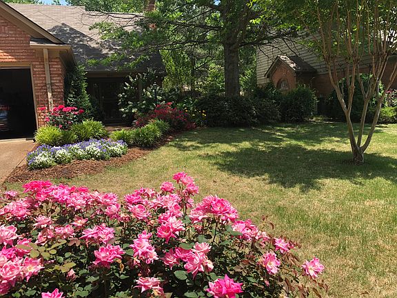 Roses blooming in Spring