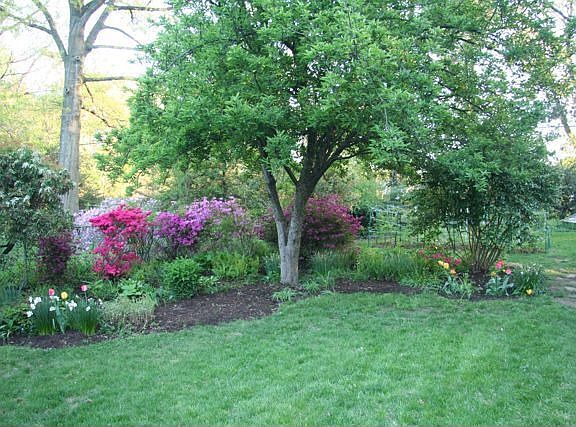 A view of the apple tree with raspberry patch behind