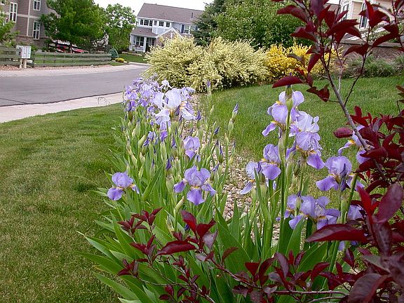 Beautifully Landscaped