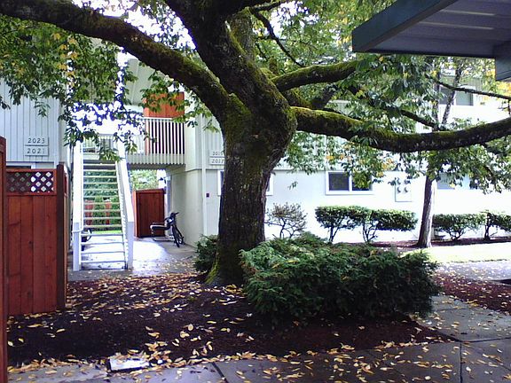 Wonderful Shade Tree at Entrance