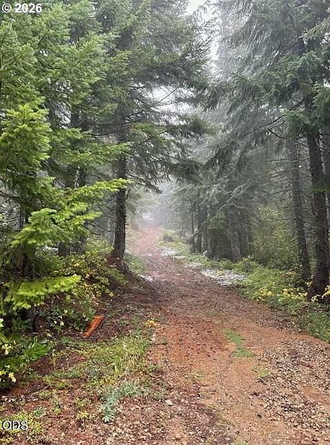 1st image of Forest Rod 2820 #100