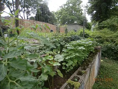 Vegetable Wall Garden.