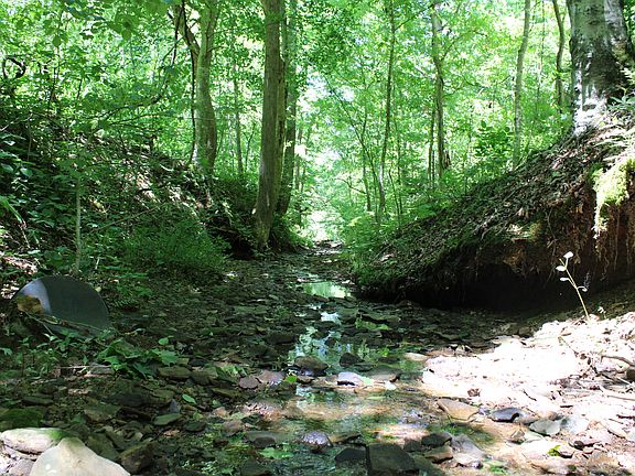 Gorgeous waters of Steele Branch
