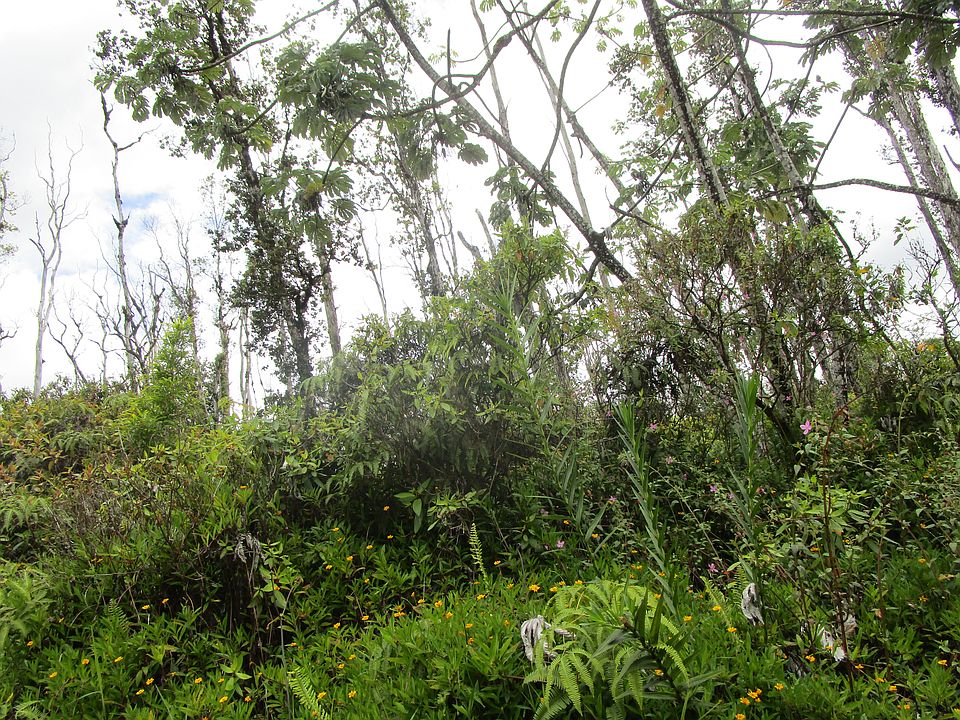 2nd image of Bamboo Dr Lot 78