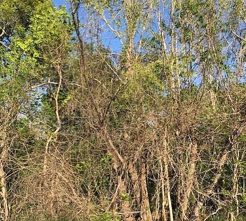 5th image of 0 E Live Oak Rd