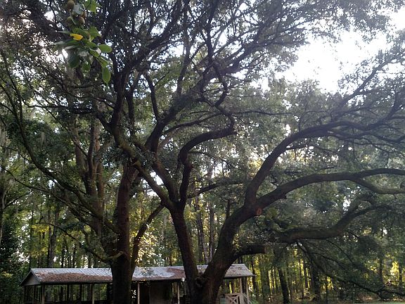 Two of the large live oaks