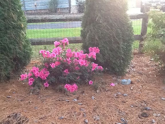 Landscaping in side yard