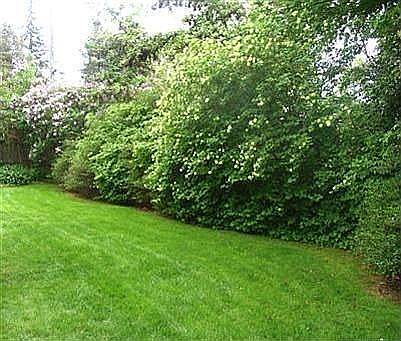 Partially fenced backyard