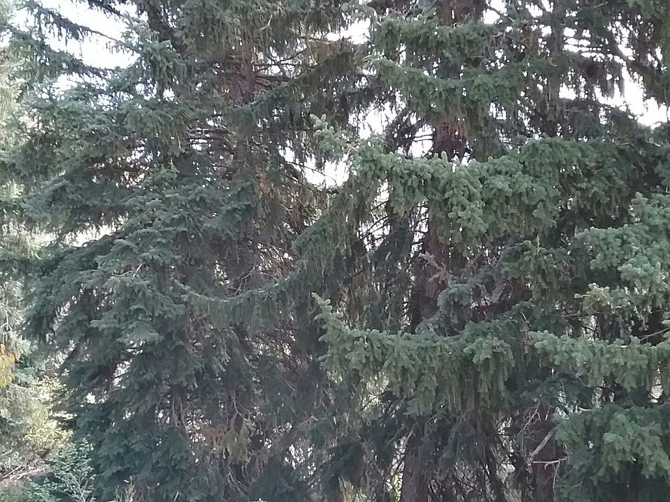 2nd image of 1823 Mountain Pines Ln
