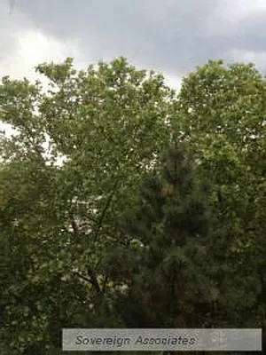 Rented by Sovereign Associates | media 35