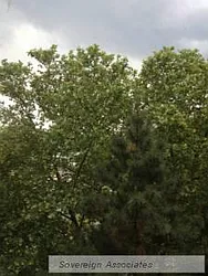 Rented by Sovereign Associates