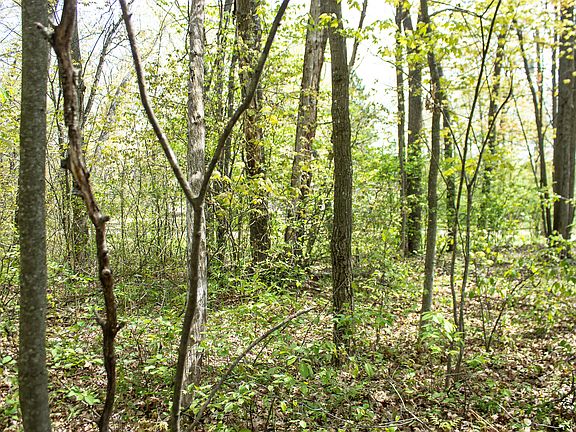 2nd image of LOT 44 Honey Ln