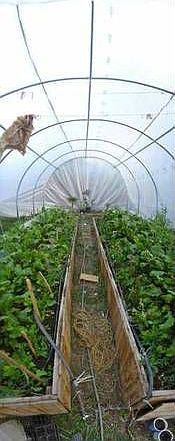 Greenhouse