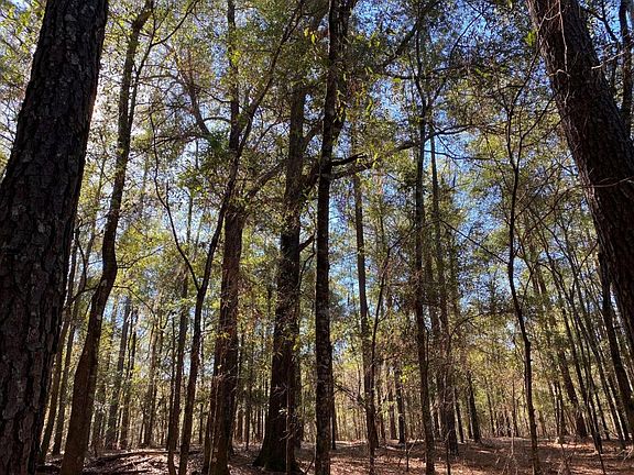 <p>Massive oaks throughout the stand of mature pine</p>