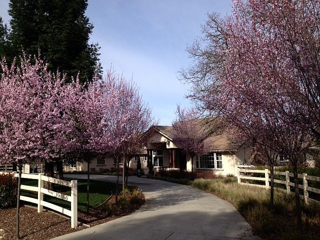 Tree-lined circular drive.