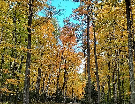 Access road to house