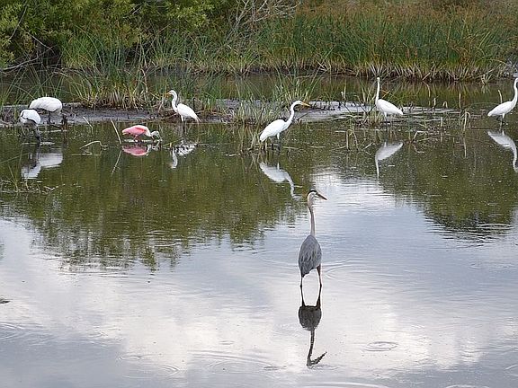 Neighborhood feeding marsh.
