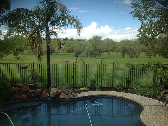 Deer a near daily sight