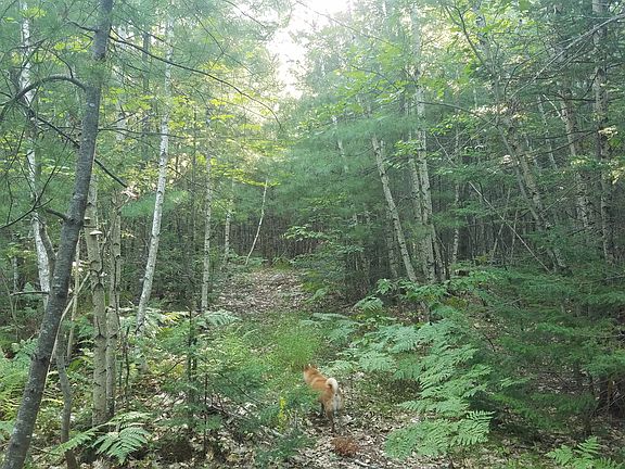 jeep trail through the lot