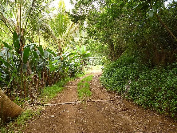 Road to Bungalow in Valley