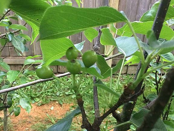 Asian Pear & Apple Tree's.