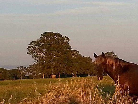 Top pastures near road 