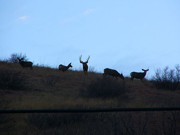 Deer on mesa behind house taken from back patio