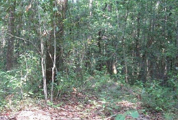 Lots of trees