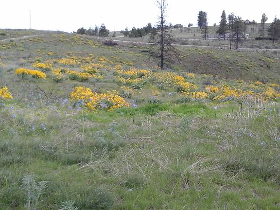 After fires looking south 