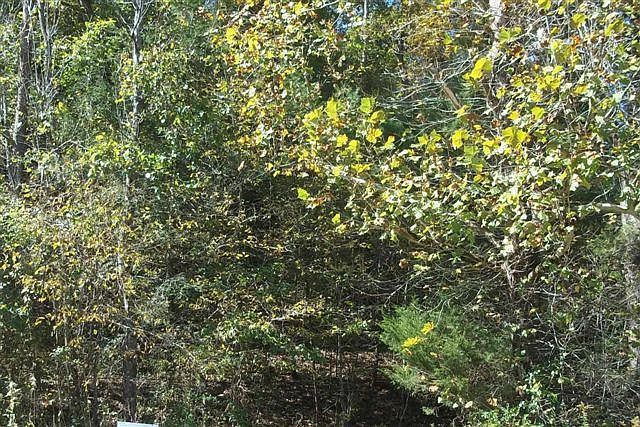 2nd image of Laurel Valley Rd