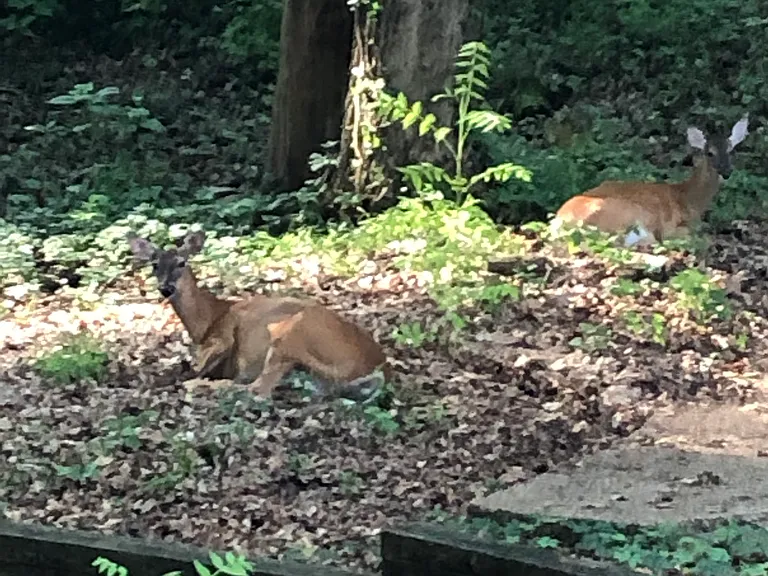 deer are frequent visitors