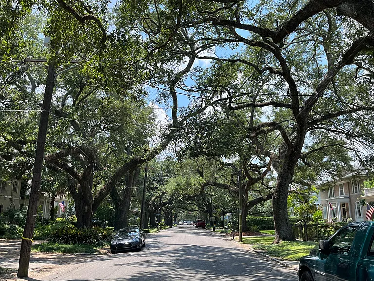 Live Oaks on street