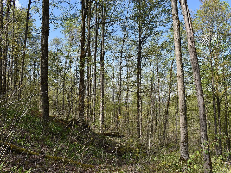 1st image of 0 Farrington Hollow Rd