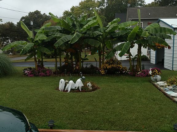 Winter Hardy Banana plants.