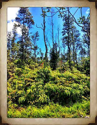 1st image of 15-1522 20th Ave Lot 54