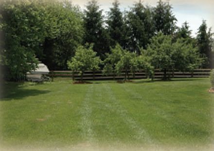 REAR LAWN WITH FRUIT TREES
