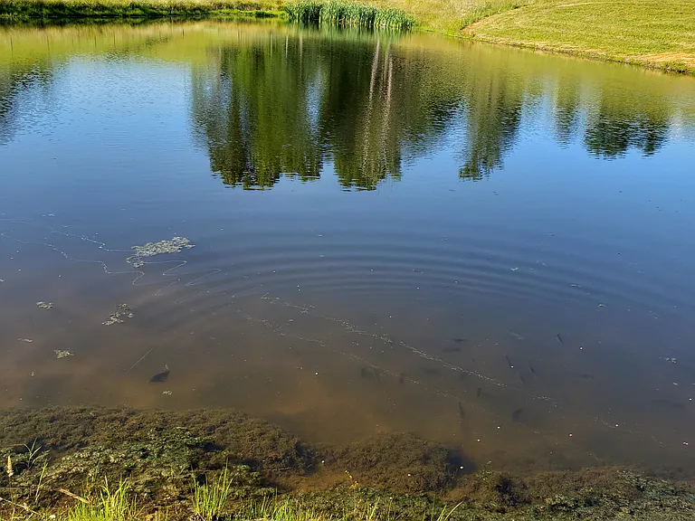 Stocked pond