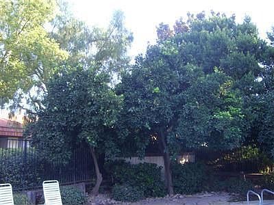 5th image of 4914 N Sequoia Dr #103