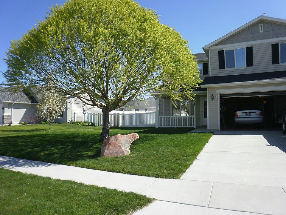 Mature Globe Willow