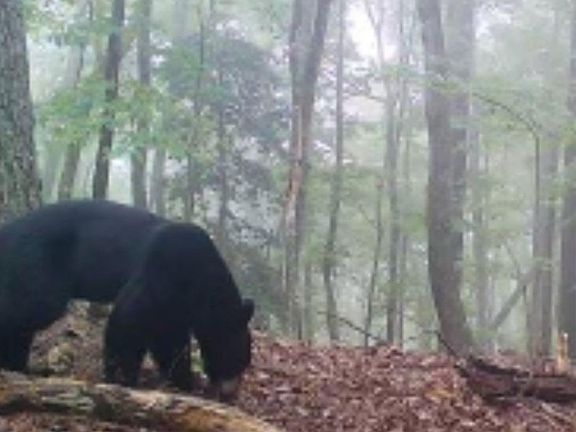 5th image of Boone Gap Ln